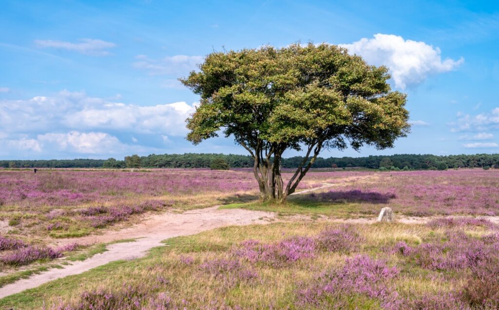 Personal trainer Bussum